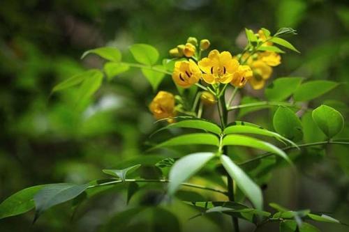 Trà phan tả diệp và những lợi ích sức khỏe ít ai ngờ đến