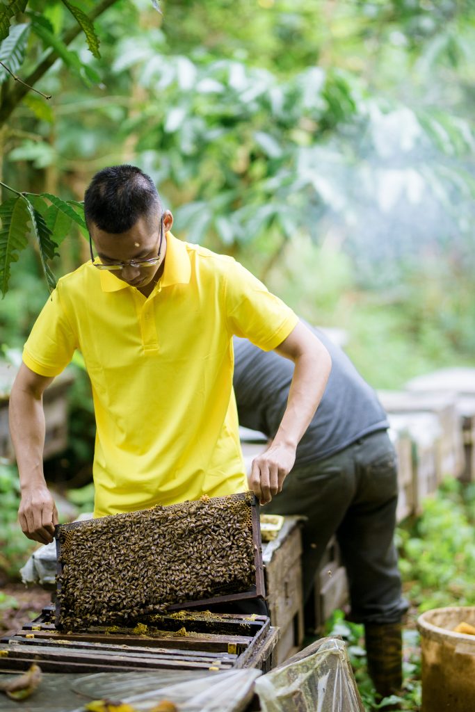 Nuôi ong ở Tây Nguyên để thu hoạch Mật Ong Sweet bee Hoa cà phê