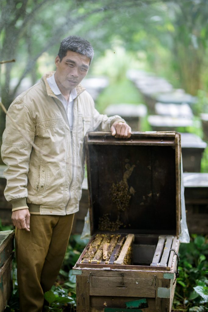 Nuôi ong ở Tây Nguyên để thu hoạch Mật Ong Sweet bee Hoa cà phê